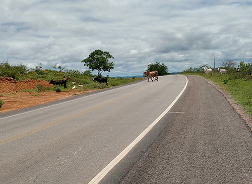 Animais na pista continuam sendo ameaça para condutores na BR – 030, trecho Brumado a Caetité