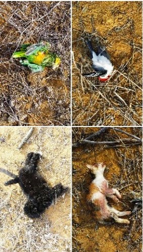 Jacobina: homem matou gato, cachorro, passarinhos e planejava matar a esposa por ter votado em Dilma