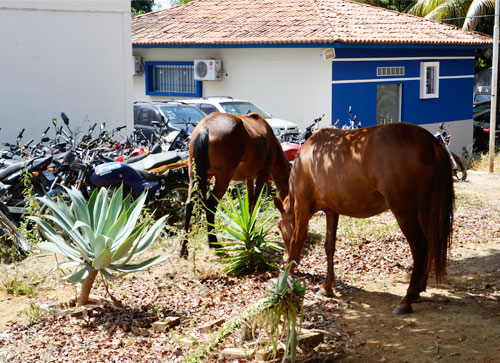 Animais tomam conta das ruas de Brumado e até o pátio da delegacia foi visitado por eles