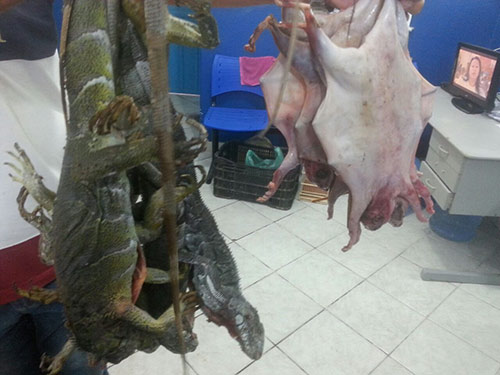 Chapada: Polícia faz ação em combate a abatimento de animais silvestres