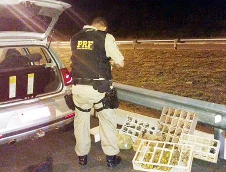 Mais de 120 pássaros silvestres são apreendidos na BR-116, na Bahia