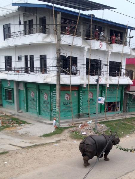 Rinoceronte escapa de reserva e mata uma pessoa durante fuga no Nepal