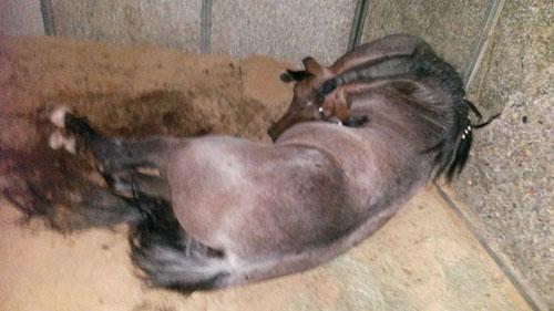 Cavalo Bicampeão Nacional morre eletrocutado em Baía na Fenagro em Salvador