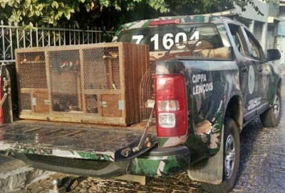 Animais silvestres são apreendidos pela CIPPA-Lençóis em Brumado