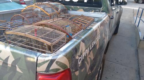 Pássaros Silvestres são apreendidos em Brumado pela Polícia Ambiental