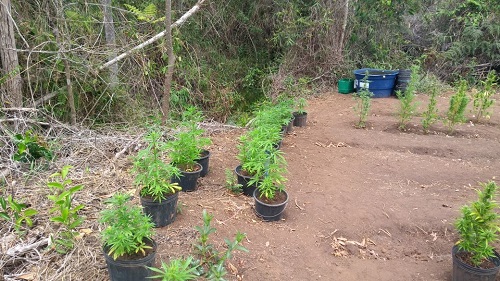 Ibicoara: Polícia descobre plantação de maconha na Zona Rural; três pessoas foram detidas