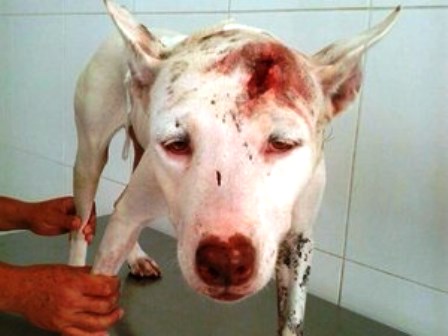 Salvador: Cadela Pit bull que foi agredida com facadas e pauladas está internada e se recupera bem