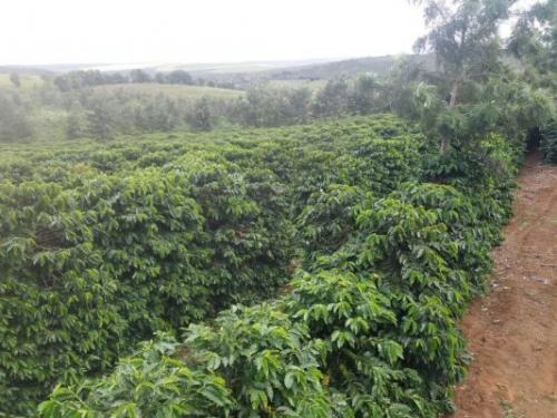 Será realizado em Ibicoara o Dia de Campo sobre Cafeicultura