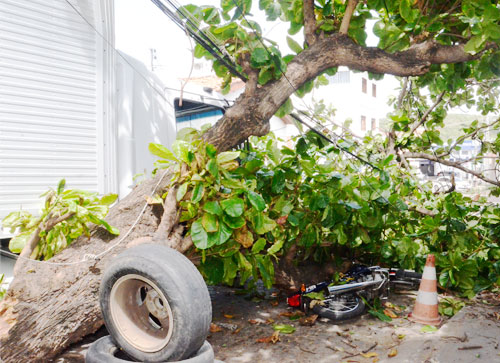 Árvore cai após colisão de caminhão baú e atinge mais dois veículos no Bairro das Flores em Brumado