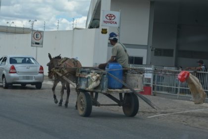 Ordem Pública: cavalos vão usar “fraldão” para evitar queda de fezes em vias públicas de Vitória da Conquista