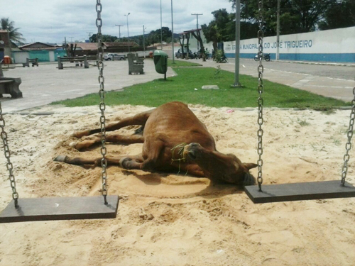 Cavalo a beira da morte agoniza na Praça do Bairro São José