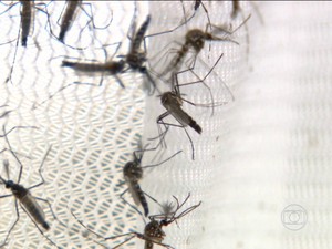 Casos de dengue crescem 153%; 24 cidades estão em emergência