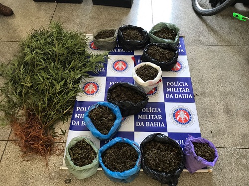 PM apreende mil pés de maconha no município de Glória