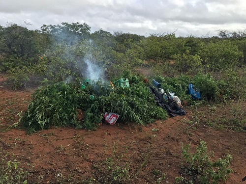 PM apreende mil pés de maconha no município de Glória