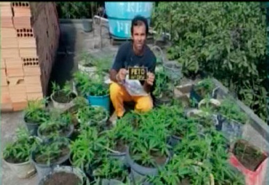 Homem que cultivava 147 pés de maconha é preso e diz que droga era para uso