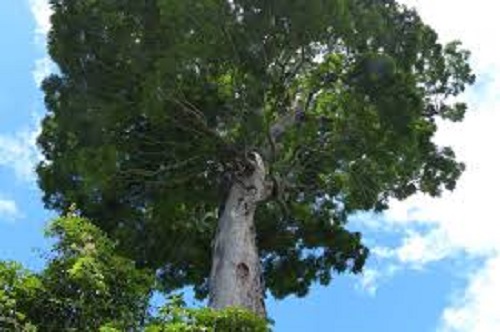 Organismo vivo mais pesado descoberto em 2017 é brasileiro