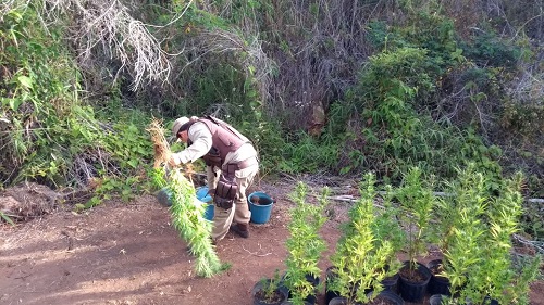 Ibicoara: Polícia descobre plantação de maconha na Zona Rural; três pessoas foram detidas