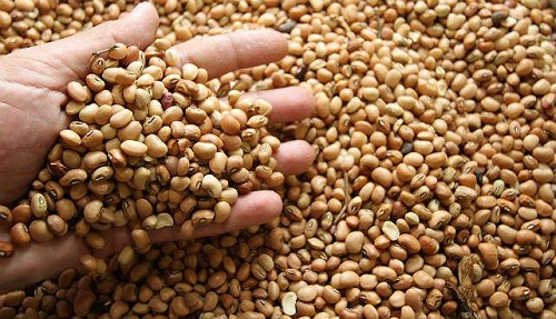 O governo liberará a importação do feijão na intenção de reduzir o preço do alimento