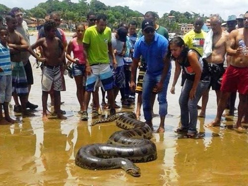 Itacaré: Cobra sucuri de 6 metros e 100 kg é achada em praia