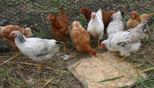 Ladrão de galinha aracatuense não responderá a ação penal
