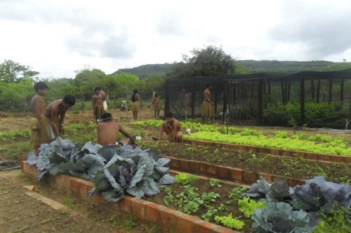 Governo investe mais de R$ 7 milhões em projetos de inclusão produtiva para comunidades indígenas