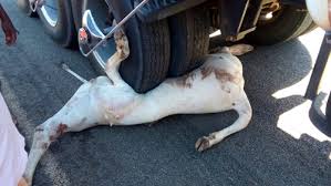 Carreta colide com bovinos na BR-430 e sete animais são mortos