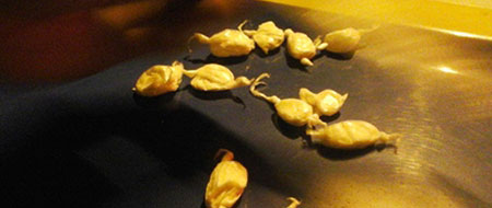 Após sofrer acidente casal barrestivense é detido com drogas em seus pertences