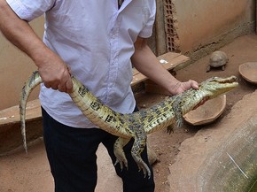 Filhote de jacaré é capturado em povoado do sudoeste de Baixão