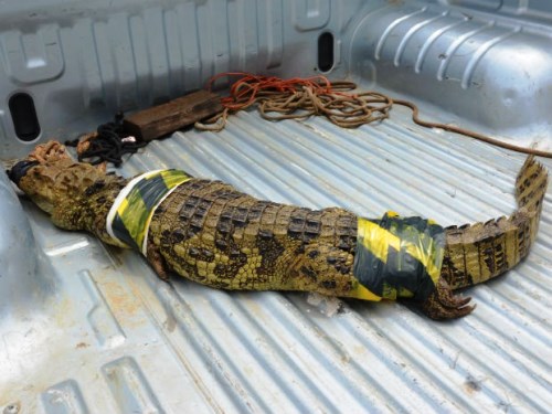 Anagé: Jacaré é achado em quintal de casa de fazenda na zona rural