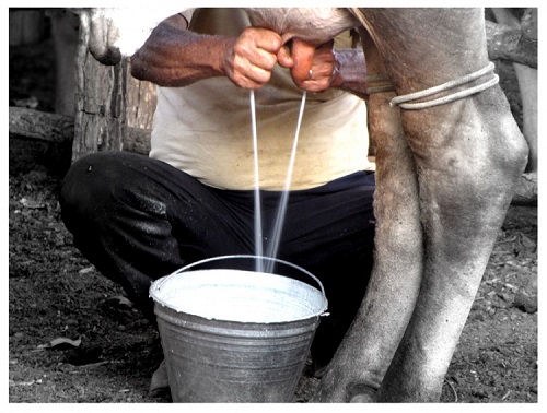 Ministério Publico realiza acordo sobre venda de leite em Brumado