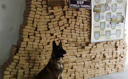 Operação conjunta apreende quase uma tonelada de maconha; Carga teria saído de Conquista