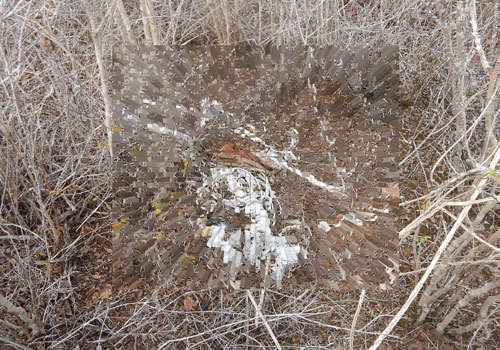 Ossada humana é encontrada em matagal na zona rural da cidade de Maetinga