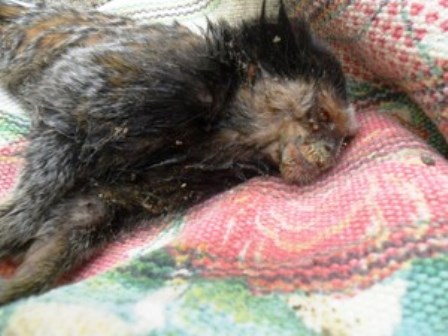 Cruz das Almas: Em dois dias, 6 micos são achados mortos