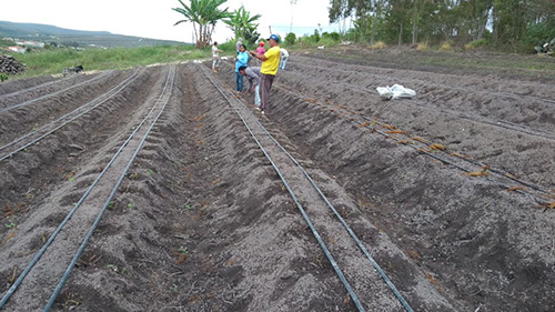 Além de intermediar compra de mudas importadas, prefeitura oferece agrônomo para dar assistência gratuita a produtores de morango em Barra da Estiva