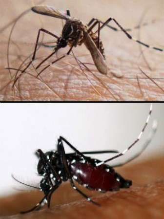 Número de casos confirmados de chikungunya avança 10,3%