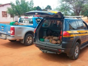 Operação apreende 35 animais silvestres na Chapada Diamantina