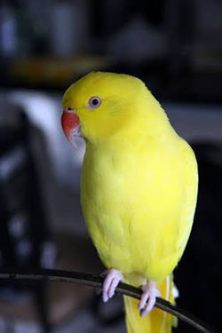 Brumadense oferece recompensa para quem encontrar pássaro de estimação que saiu de sua residência