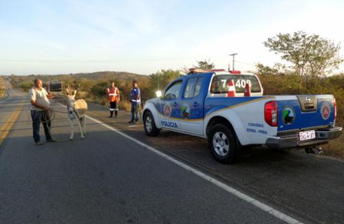 PRE recolhe animais soltos na Ba-262 em operação na tarde de ontem