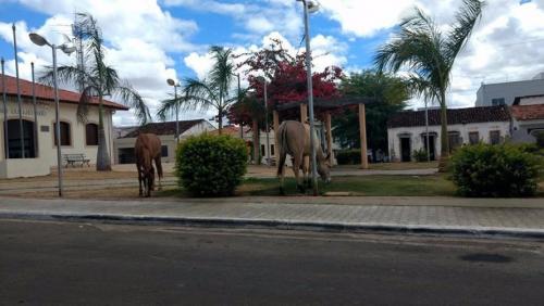 Moradores de Rio do Antônio reclamam de animais soltos em frente à Praça da Prefeitura 