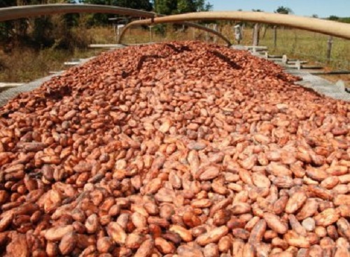 Depois de 20 anos, Bahia volta a exportar cacau em larga escala