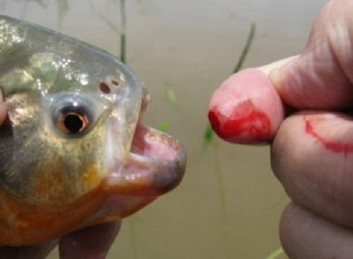 Anagé: Banhistas registram ataques de piranhas em barragem