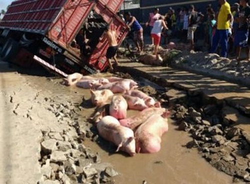 Feira: Acidente provoca morte de porcos após caminhão afundar em calçamento